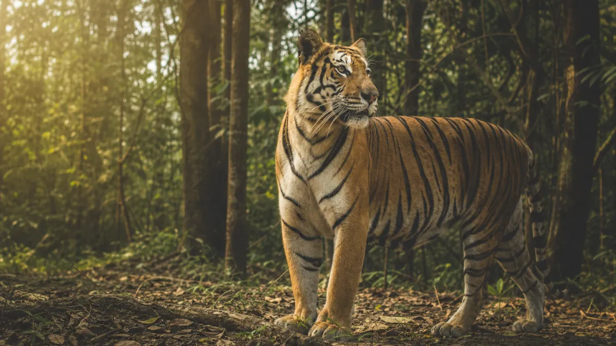 Animaux qui commencent par la lettre T : la liste complète